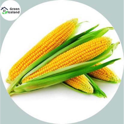 Picture of Organic sweet corn seed (corn seed) - 50 pc seeds