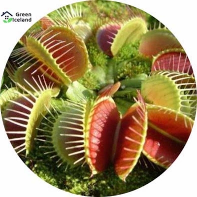 Picture of 100 pice organic pesticide dinia muscipula flightrap seed -100 pc seeds