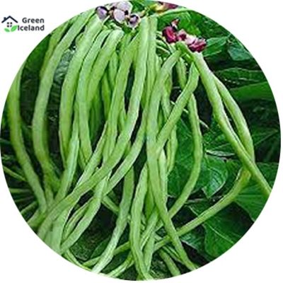 Picture of Seeds of organic long bean (barbati seed) - 50 pce seeds