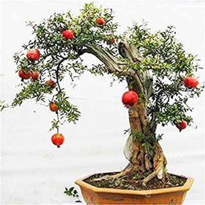 Picture of Bonsai Pomegranate Tree Seeds (for Belkuni or roof tubs) -20 PCS