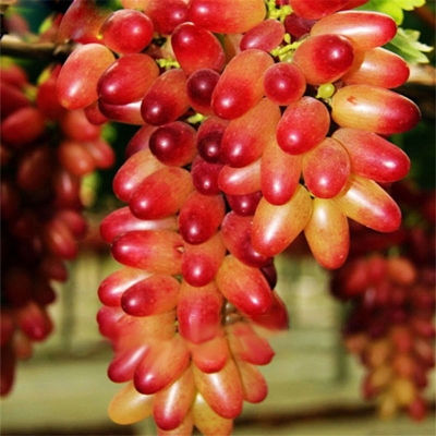 Picture of Agro 15 Piece/Pack Finger Grape for Home and Garden
