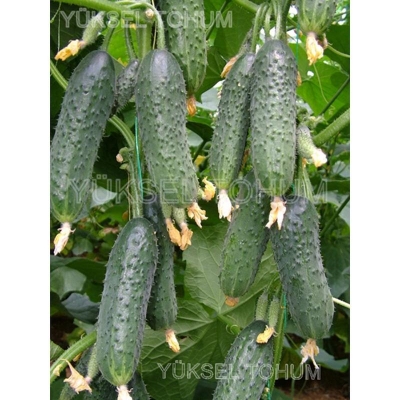 Picture of Hybrid Cucumber Seed Seeds in a very short period of time and delicious -5050s