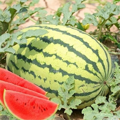 Picture of Sugar Baby Watermelon Citralus Lantus Lantus Fruit Seed Garden Decoration Plant-10 Peace Seeds