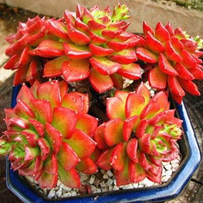 Picture of Sedevia Letezia cactus seeds lithops juicy bonsai flower pot-40 pce seeds