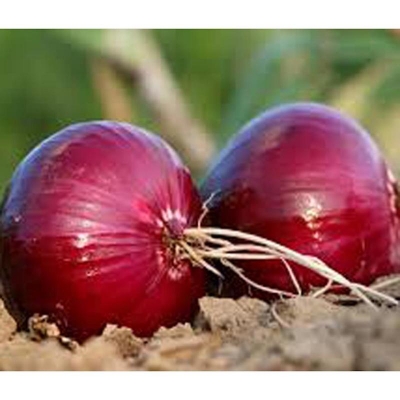 Picture of Red onion 'tropea rossa lunga' -allium cepa seed -100 pice bags