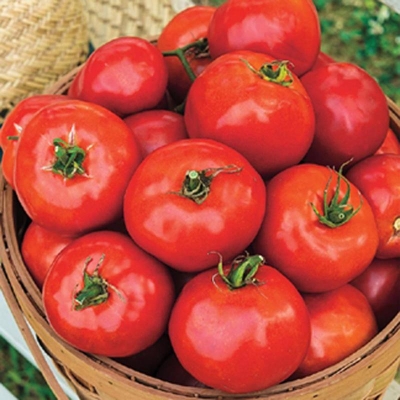 Picture of Tomato Seeds Hajari (Tomato Seed) - 50 Pieces Intct Packets
