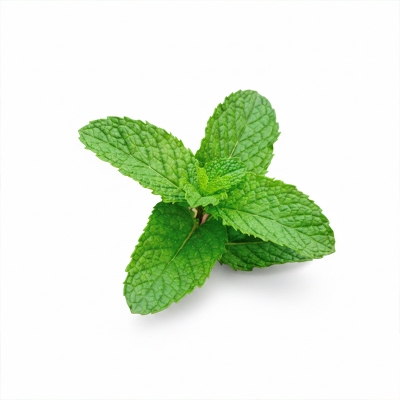 Picture of Pudina Seeds/ Mint Seeds 100+ PCS (Mint's Biz) -100Piece Intake Packet.