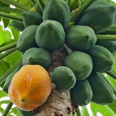 Picture of Papaya Seeds (Papaya Seed) - 10 Pieces Intect Packets