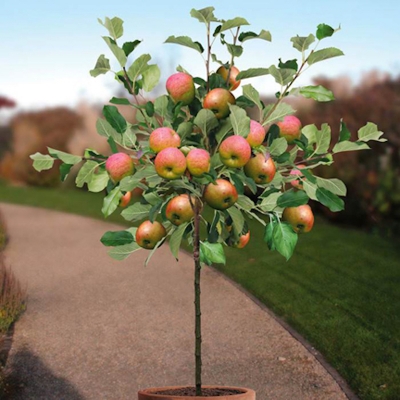 Picture of The seeds of apple tree -25 pice (global seed)