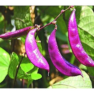 Picture of Hyasinth Shim seeds Hyasinth Shim Vine plants beautiful garden bonsai porch flower home plant flower plantas-10pcs seeds