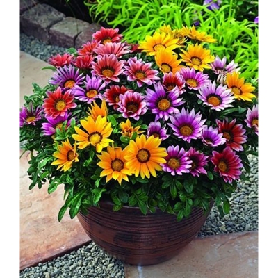 Picture of Sun Flower Bonsai Spring-code balcony potted plants and seeds-10pcs