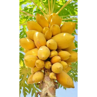 Picture of 50 pc bonsai is the rare seed of the papaya tree