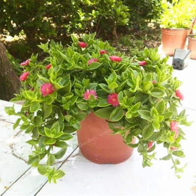 Picture of Atania cordifolia bonsai perennial creepy Herbs Home Garden Plant is suitable for hanging flower culture-50 Peace Seeds