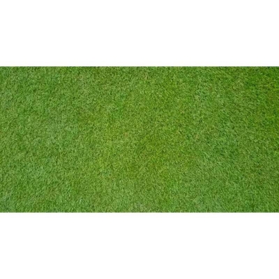 Picture of Hybrid Lawn Grass -1000 Piece Seeds (Intek Packet)