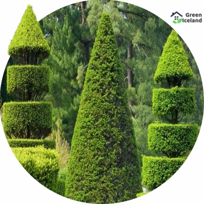 Picture of 20 pieces of global shrubs seed