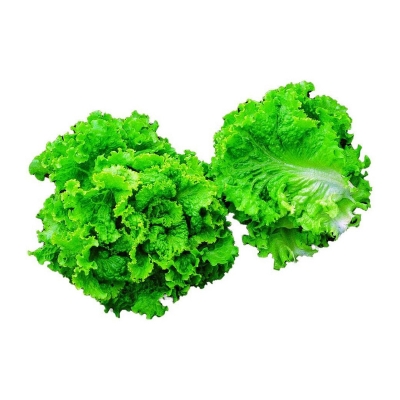 Picture of 100 pieces of lettuce Grand Rapid Seed (lettuce leaves seed) can be easily increased