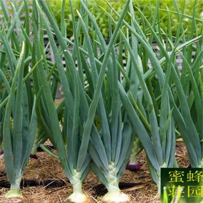 Picture of Chiva seeds of four season -70 pes seeds