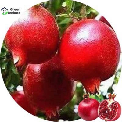 Picture of Vedana Fruit Bonsai Seed (Bedana Seed)- 20 Piece Seeds