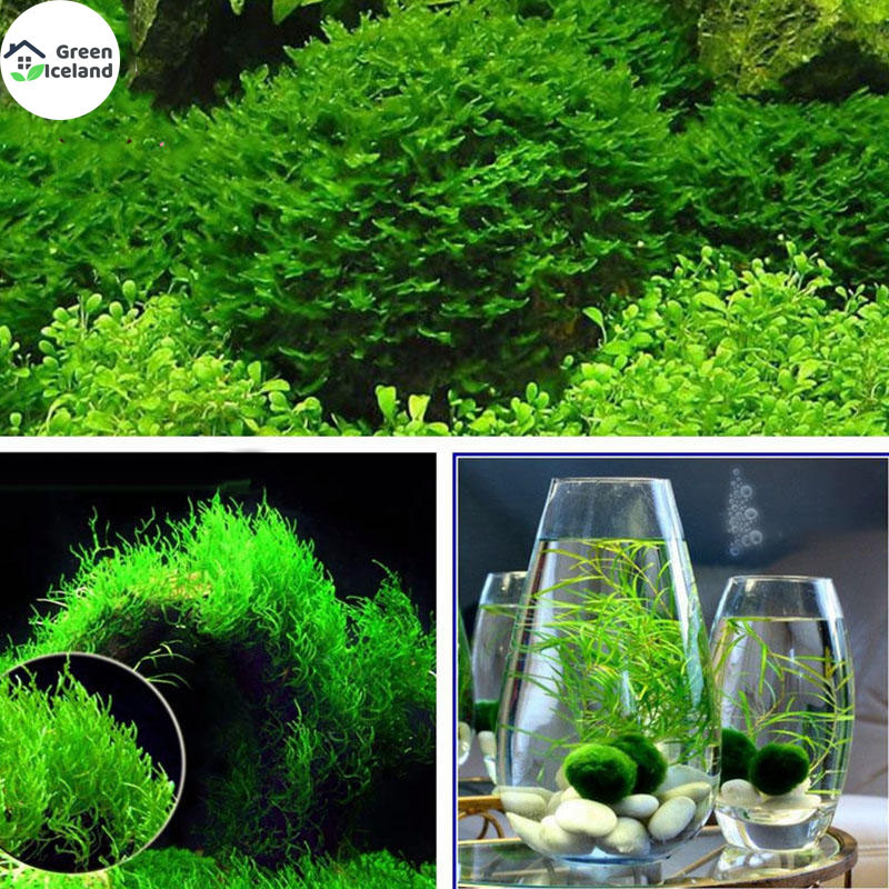 Picture of Natural moss aquestic tree water grass seed-50 pc seeds