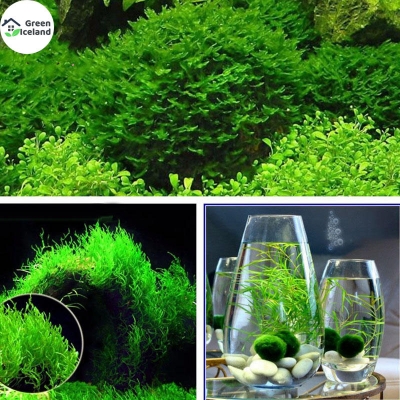 Picture of Natural moss aquestic tree water grass seed-50 pc seeds