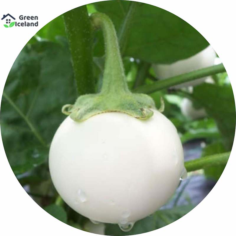 Picture of 20 Piece Global White Eggple Seeds (white eggplant seeds)