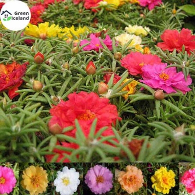Picture of Portulka flower seed-50 pc seeds of organic mixed color