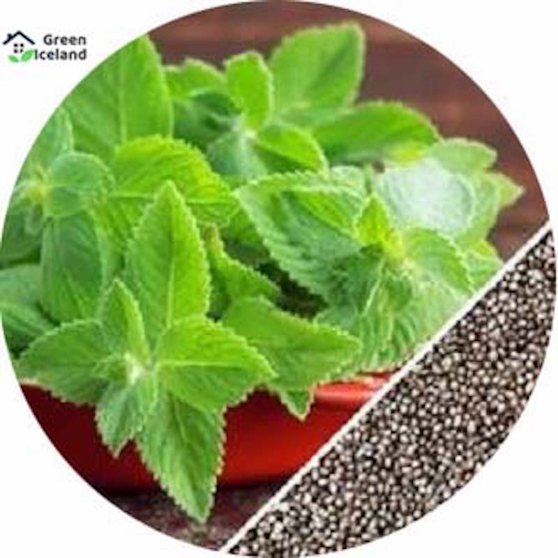 Picture of Mint/mint seeds of all season (mint leaf seeds) - 100 pice seeds
