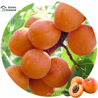 Picture of 5 pc seeds of all season apricot trees