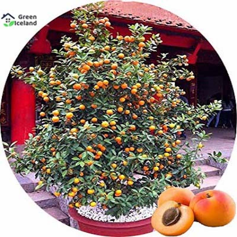 Picture of Apricot tree seed-2 pice seeds