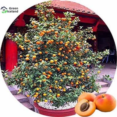 Picture of Apricot tree seed-2 pice seeds