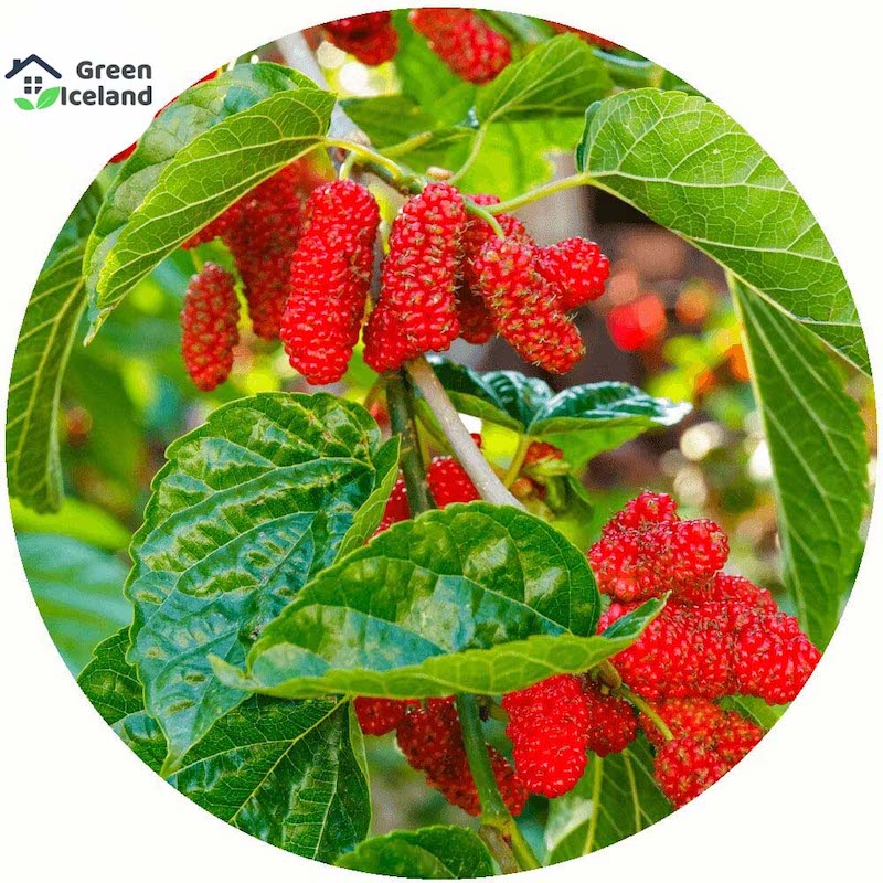 Picture of All Season Red Mulberry Seeds - 20 PCS Seeds