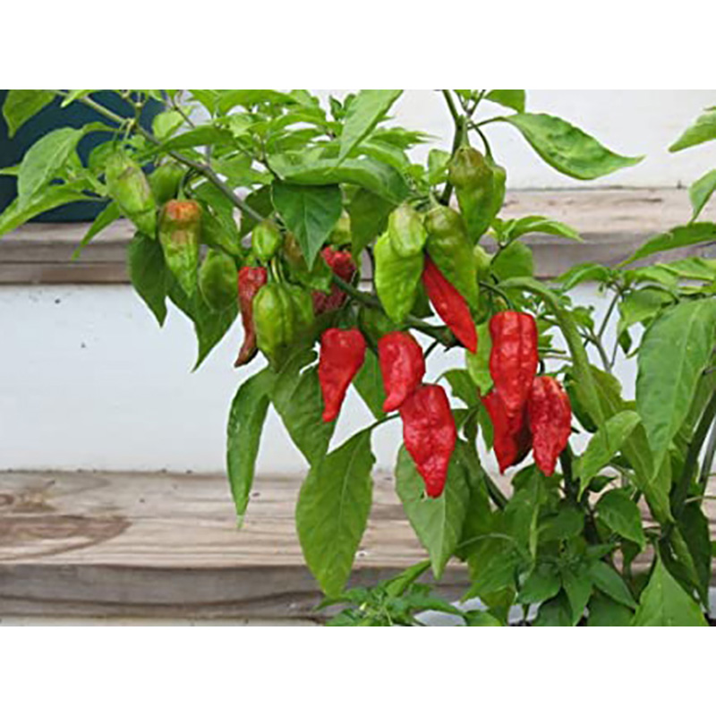 Picture of Naga Chili Seeds - 25+PCS Intek Packet Seeds (Bermassi Bombay Pepper Seed Intake Packet)