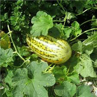 Picture of Muskmelon Seeds bangi Seeds - 30 PCS (Chinal Bangi Seed Intake Packet)