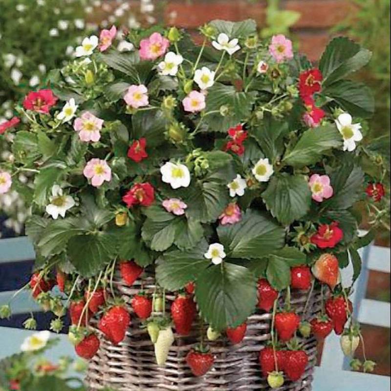 Picture of Strawberry seeds are Global -30 Piece (Global Seed)