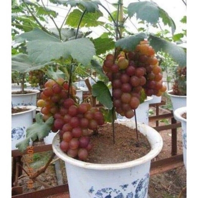 Picture of 20 Piece Rare Bonsai Organic Fruit Natural Grapefruit Seeds Tob Teres (Seeds) for Home Garden