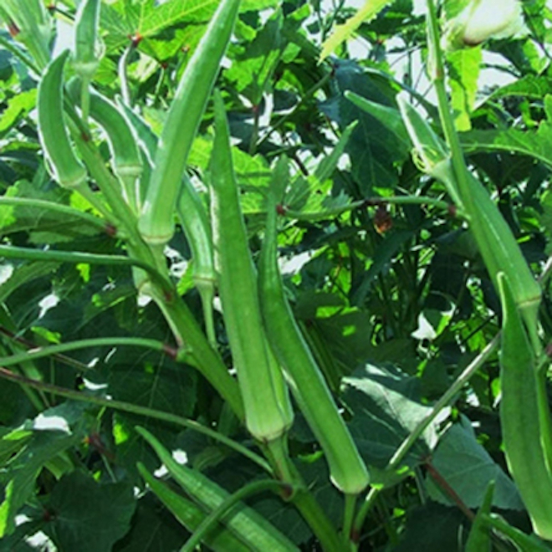 Picture of Sheep Bari -1 Seed -20 Peach