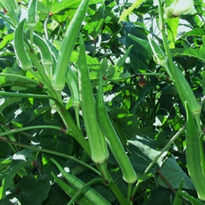 Picture of Sheep Bari -1 Seed -20 Peach