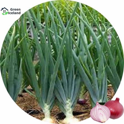 Picture of Red onion seeds of all season -100 pice seeds