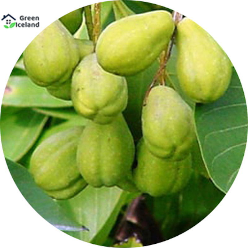 Picture of 10 Piece Global Hitoci/Chrisanthemum Seed (Haritaki Seed)