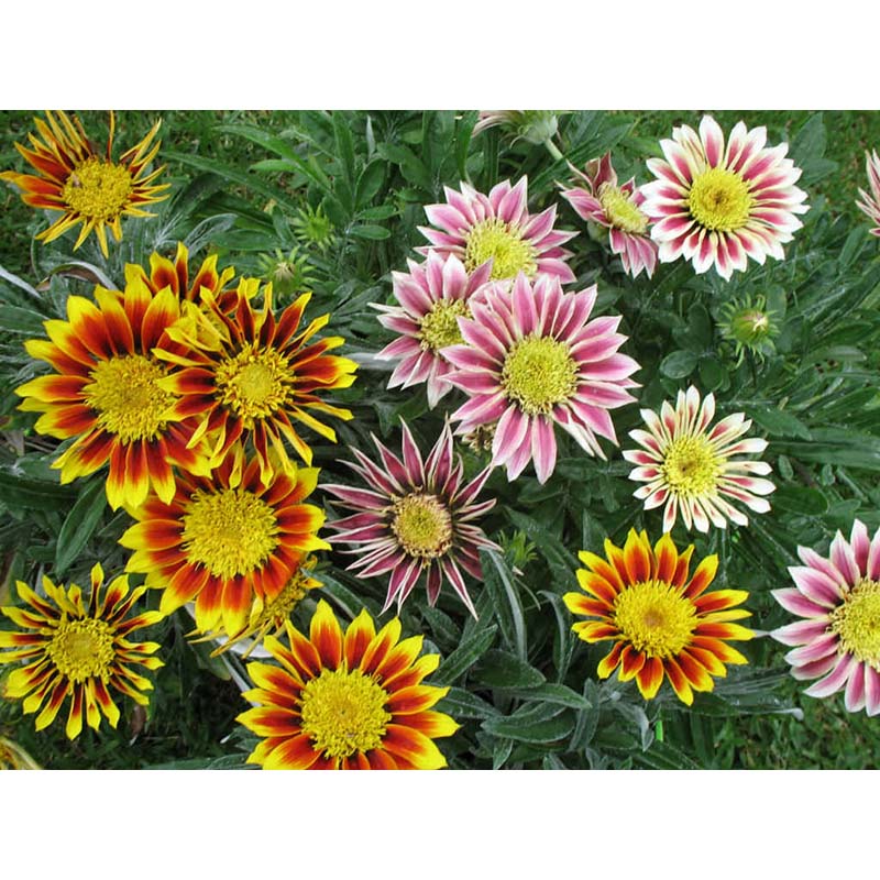 Picture of Agro 20 Piece Dwarf Sunflower-20 Piece Seeds