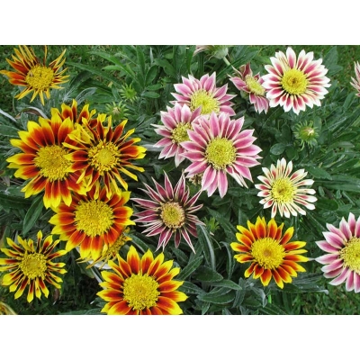 Picture of Agro 20 Piece Dwarf Sunflower-20 Piece Seeds