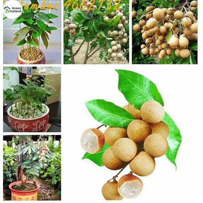 Picture of Dimocarpus longan bonsai seeds (fibers) - 10 PCS seeds