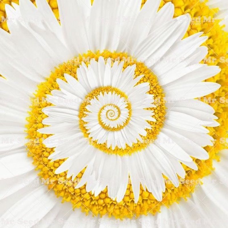 Picture of Gerbera Daisy Flower Bonsai Seed -20 Piece (imported global seeds)