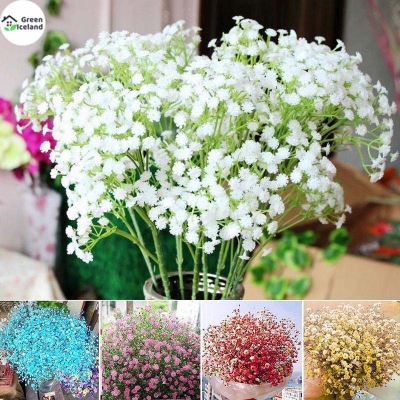 Picture of Organic gypsophila flower seed (zipsi flower seed) -100 pc seeds