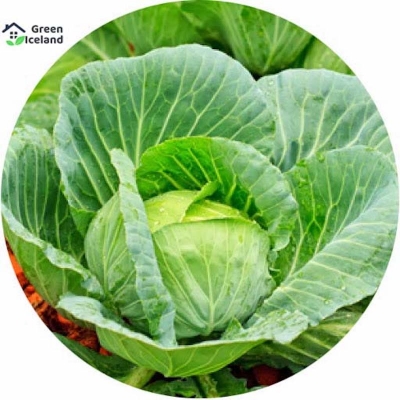Picture of Hybrid F1 Cabbage Seeds (barrier seeds) - 20 pieces seeds