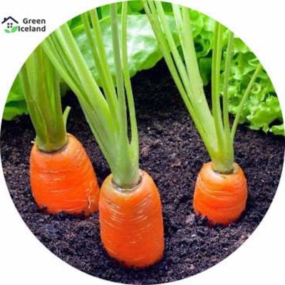Picture of All season carrot seeds (carrot seeds) - 30 pce seeds