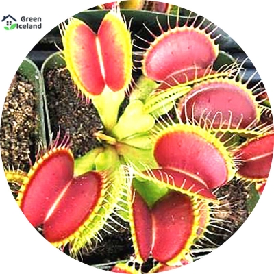 Picture of Pesticide dionaea muscipula flightrap seed -100 pc seeds