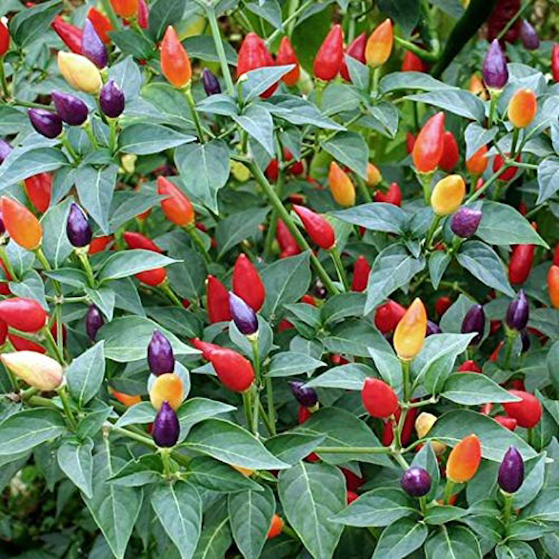 Picture of Ornamental chili seed-30 (Global seed)