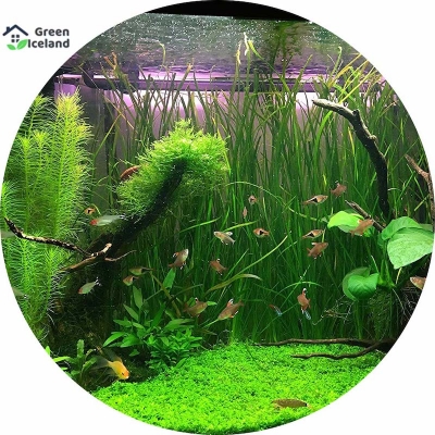 Picture of 20 pc aquarium green grass plants are easy to grow seeds