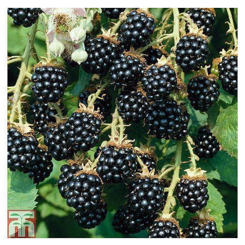 Picture of Blackberry and blackberries fruit tree mulberry fruit bonsai healthy nutrition-30pcs seeds